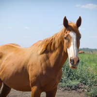 Вискоумтесс Ридж :: Ольга Сельницына