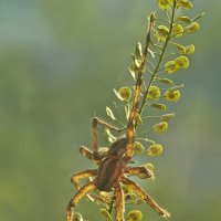 Вниз :: Александр Земляной