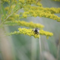 пчела :: Константин Глухов