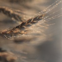 Пшеничное поле на рассвете :: Влад Ложкин