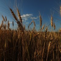 Пшеничное поле :: Дарья Яковлева
