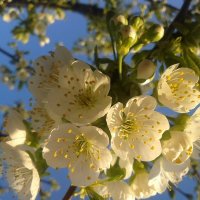 Цветение вишни.... :: Анастасия Орлова