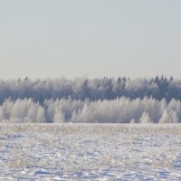 Зимний лес :: Алёна Романова