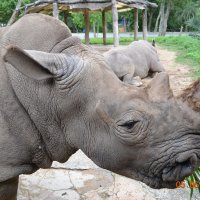 Печальный носорог :: Гелла 