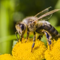 Пчелка. :: Igor Yakovlev