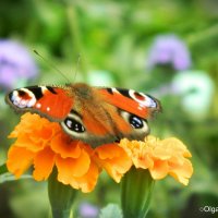 Бабочка :: Ольга Исакова