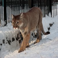 2252 :: Аркадий Лаптенко