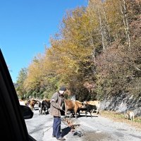 Пастух и коровы :: Валерий Дворников