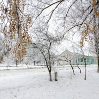 Липовые цветы зима украсила кружевами. :: Владимир M