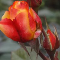 Поздняя роза... :: Тамара (st.tamara)