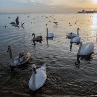 Море,Лебеди,Закат. :: Борис Коктышев 