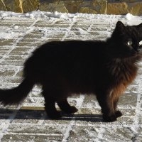 «Говорят, не повезет, если черный кот дорогу перейдет» :: A. SMIRNOV