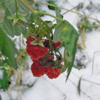Ягоды на снегу... :: Тамара Бедай 