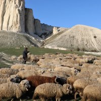 Пастбище овец у Белой скалы :: Елена Голос 