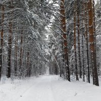 Поёт зима аукает , мохнатый лес баюкает . :: Мила Бовкун