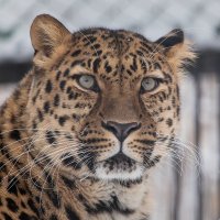Леопард :: Владимир Габов