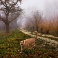 кошка, которая гуляет сама по себе :: Elena Wymann