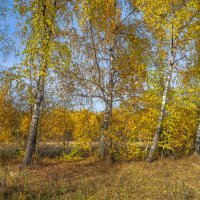 На опушке... :: Владимир Жданов