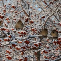 Среди диких ранеток :: Галина Козлова 