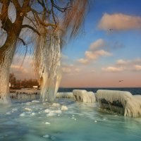 Зима на Боденском озере :: Elena Wymann