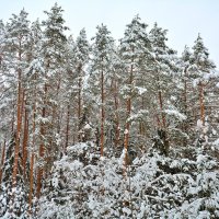 После снегопада. :: Александр Зуев