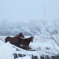 Зима... кони... 1 :: Светлана Рябова-Шатунова