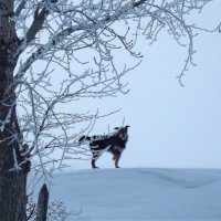 Зимний пёс 2 :: Светлана Рябова-Шатунова