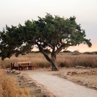 Кипрское старое дерево. :: Александр Рябуха