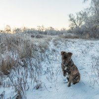 Мерзнут лапки, мерзнет нос... :: Вера Сафонова