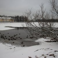 В Питер пришла зима... :: Наталья Герасимова
