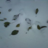 Зелёные листья на снегу :: Dana 