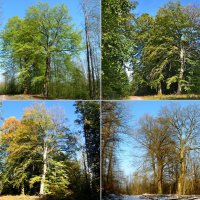 два старых деревьев и год :: Heinz Thorns