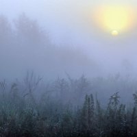 Рассветный туман... :: Андрей Войцехов