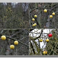 Яблоки на дереве, листва уже упал :: Heinz Thorns