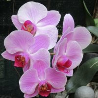 Прекрасные Орхидеи :: Tamara *