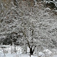 Декабрьские зарисовки. :: Михаил Столяров