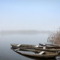 Сизый туман. :: Владимир M