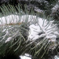 Запорошена снегом :: Елена Семигина