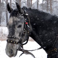 Перед бегами. :: nadyasilyuk Вознюк