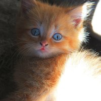 Рыжик. котёнок. :: Штрек Надежда 