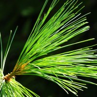 Сосна Веймутова(Pinus strobus) :: wea *