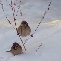 Воробьишки. :: Вера Литвинова