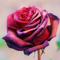 Замерзшая роза :: Ольга (crim41evp)