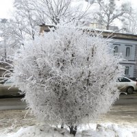 Красивое зимнее деревце. :: Nata 