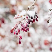 снежные ягоды :: Олеся Семенова