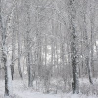 В зимнем лесу. :: Сергей Расташанский