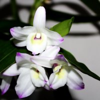 Орхидея дендробиум. :: Ирина 
