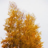 Золотая осень :: Марина Яковлева