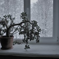 Зимний день :: Валерий Талашов