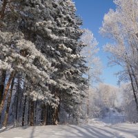 Зимний лес :: Наталия Григорьева